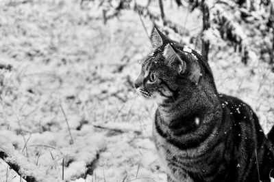 Black and white picture of bengal cat in snow