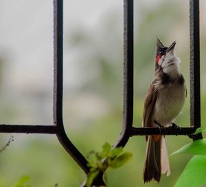 Close-up of bird perching on railing