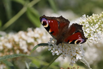 Close-up of butterfly pollinating on red flower