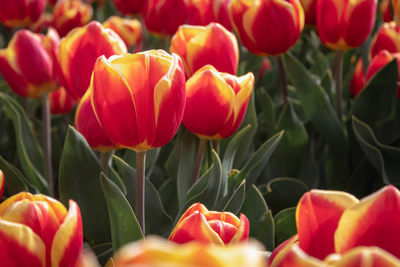 Close-up of red tulips