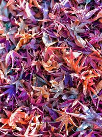 Full frame shot of dry leaves on field