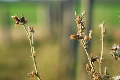 Close-up of wilted plant on field