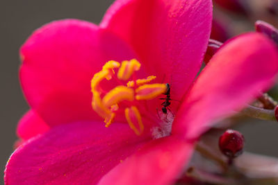 Close-up of pink flower