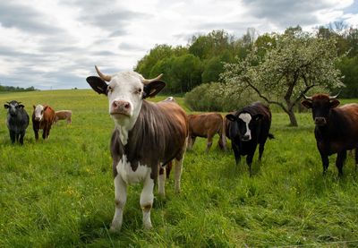 Cows standing in a field