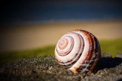 Close-up of snail on rock