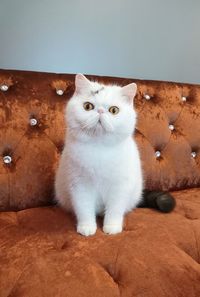 Exotic shorthair cat is sitting on sofa. animal and pet concept.