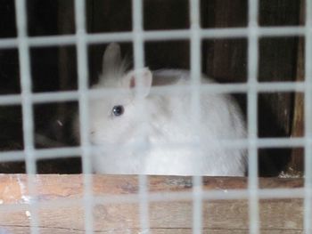 Close-up of cat in cage