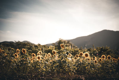 Plants growing on field against sky