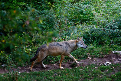 Male specimen of the dominant alpha wolf. the lone wolf walks on the forest path. 