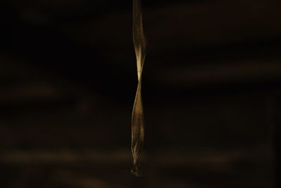 Close-up of dry leaf at night