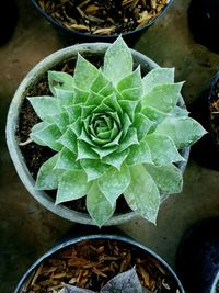 High angle view of wet potted plant leaves