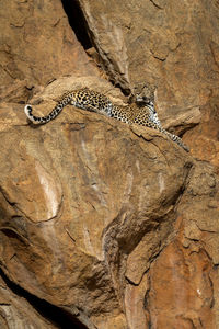 Leopard lies on rocky ledge looking up