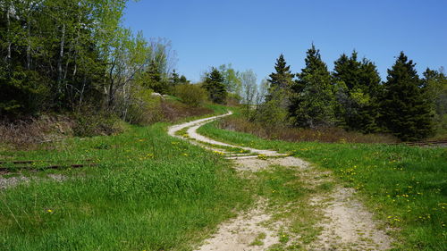 Road amidst trees against sky