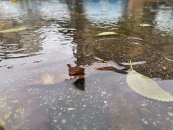 High angle view of reflection in puddle