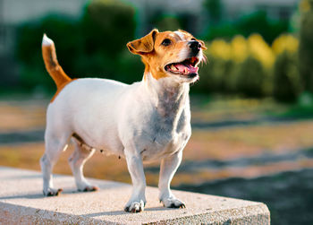 Close-up of dog standing outdoors