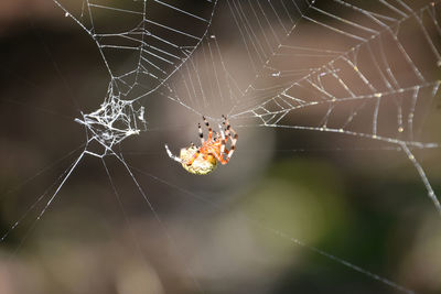 Yellow and black orbweaver spider in a complex web.