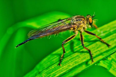 Close-up of insect on leaf