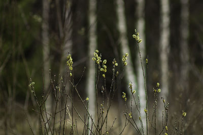 Close-up of flowering plants on land