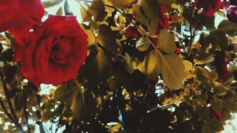 Close-up of red flowers and leaves