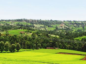 Scenic view of agricultural field against clear sky