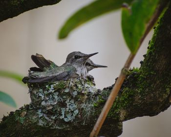 Close-up of bird perching on tree