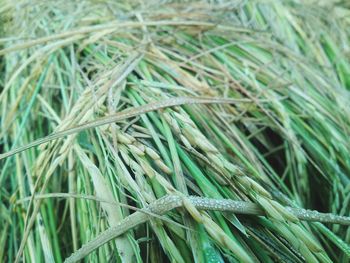 Full frame shot of dry grass