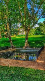 Trees in park