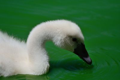 Close-up of white swan