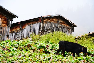 Cow and nature