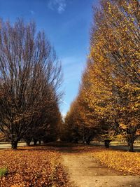 Trees against sky during autumn