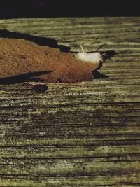 Close-up of wood on beach