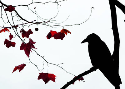 Low angle view of birds perching on tree against sky