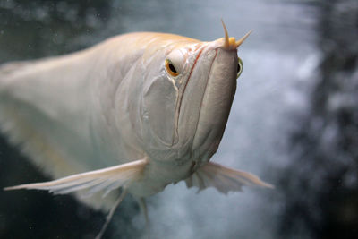 Close-up of fish swimming in sea