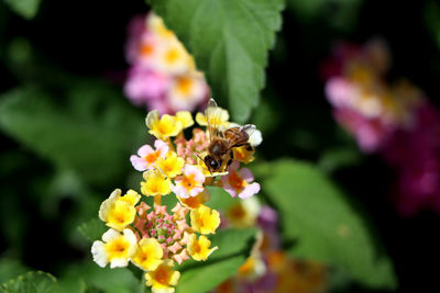 Close-up of bee pollinating on fresh white flowers