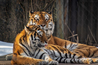 Tiger in a zoo