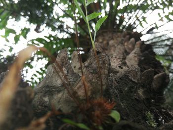 Low angle view of tree trunk in forest