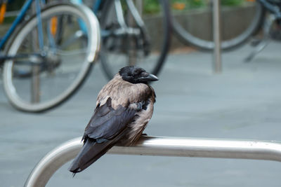 Close-up of bird perching on railing