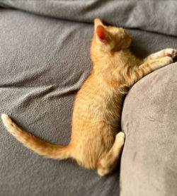 High angle view of cat resting