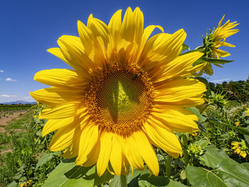 Close-up of a sunflower in spring