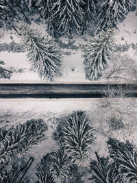 Trees in forest during winter