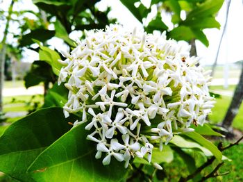 Close-up of white flowers blooming outdoors