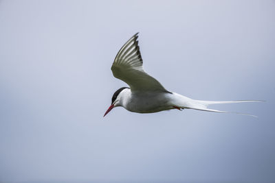 Low angle view of arctic tern flying against sky