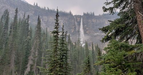 Panoramic view of pine trees in forest against sky