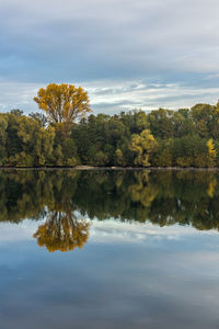 Reflection of trees in water