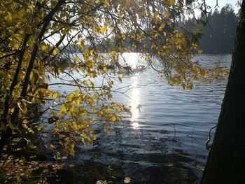 Scenic view of lake in forest during autumn