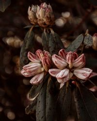 Close-up of wilted flower