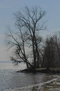 Bare trees against sky
