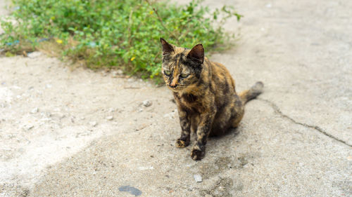 Portrait of a cat