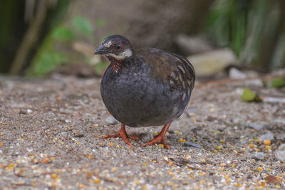 Close-up of a bird on field