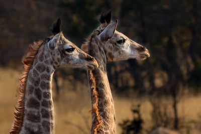 Close-up of giraffe on field